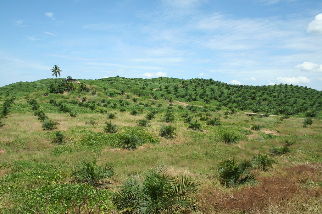 Borneo-Regenwald